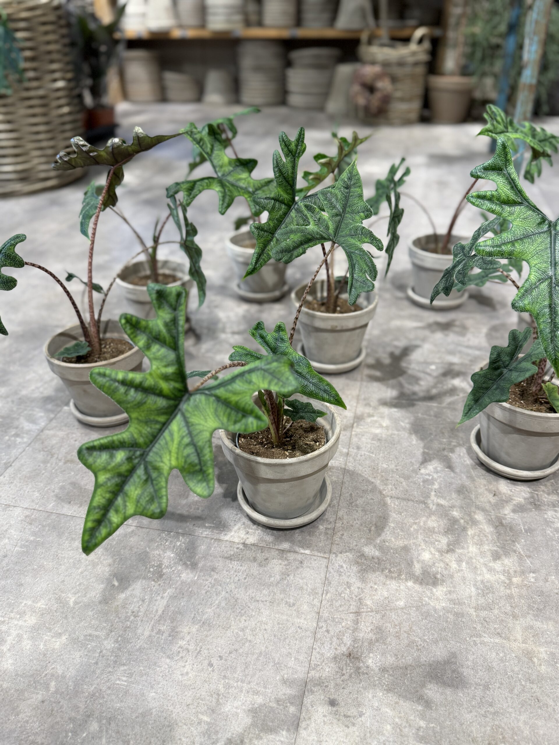Alocasia hybrid stueplanter - Happyflower-dk