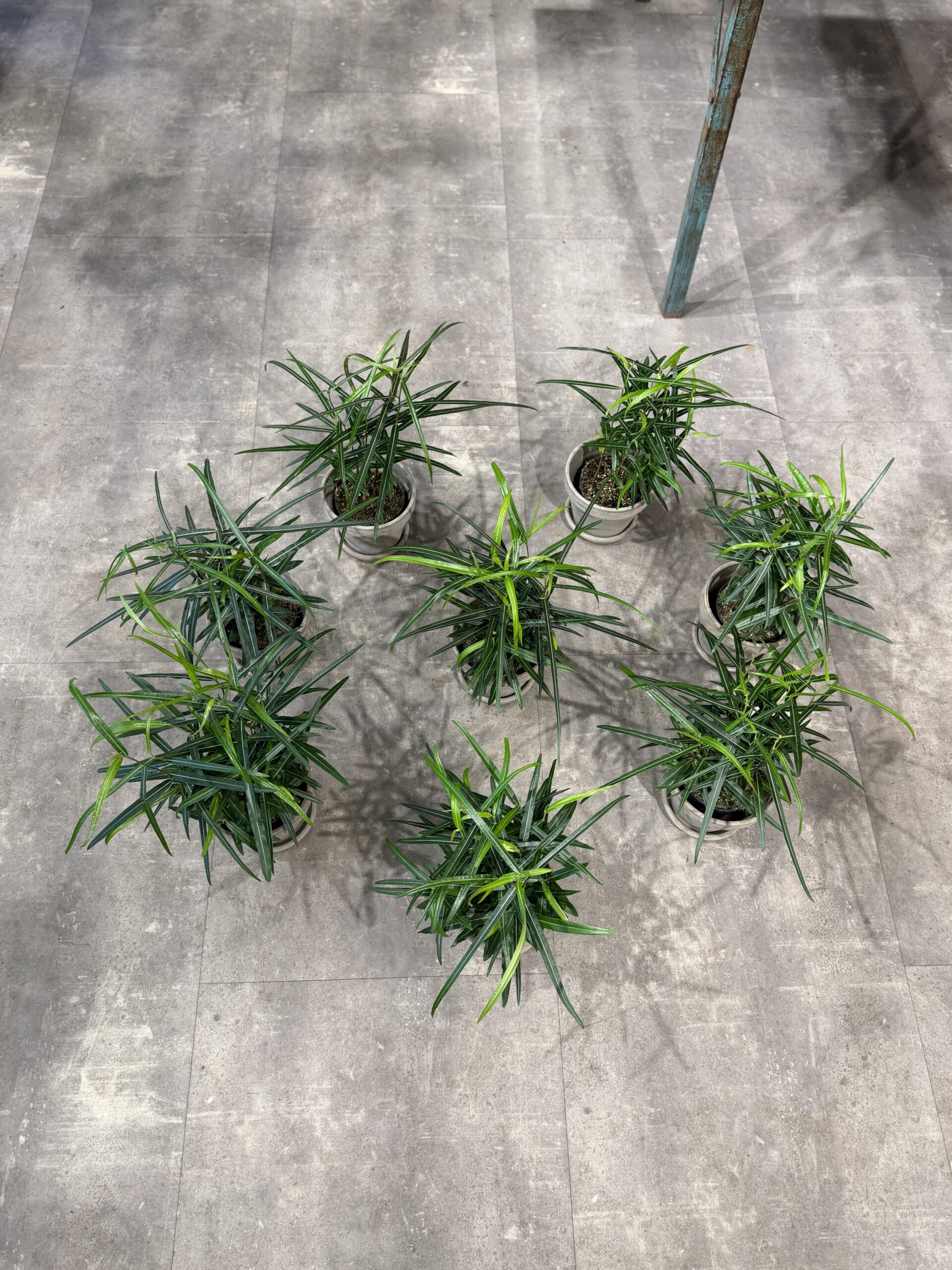 Australsk kærlighedstræ Brachychiton Rupestris stueplanter - Happyflower-dk