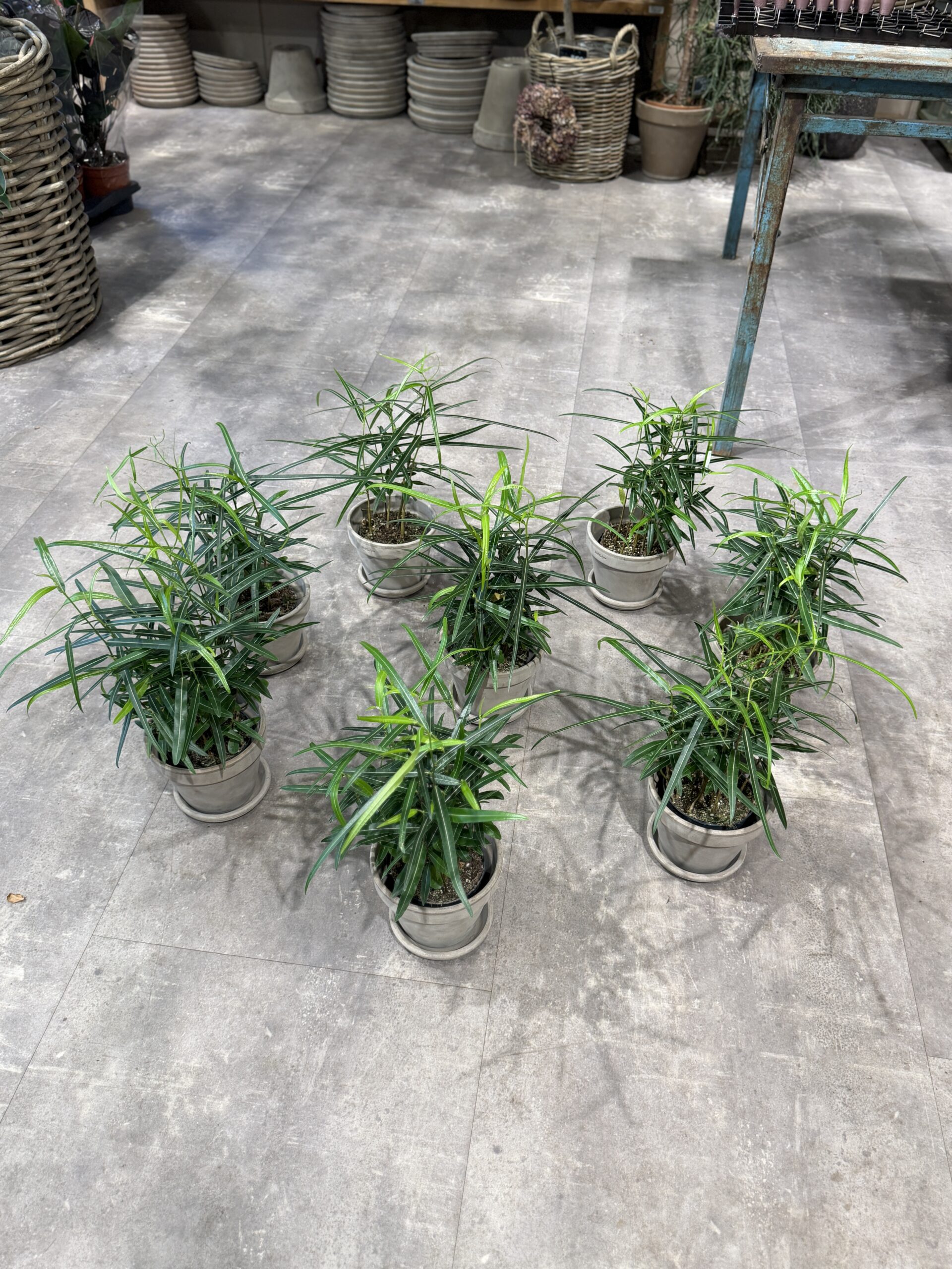 Australsk kærlighedstræ - Brachychiton Rupestris stueplanter - Happyflower-dk
