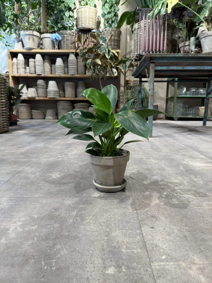 Philodendron Green Princess - Happyflower-dk