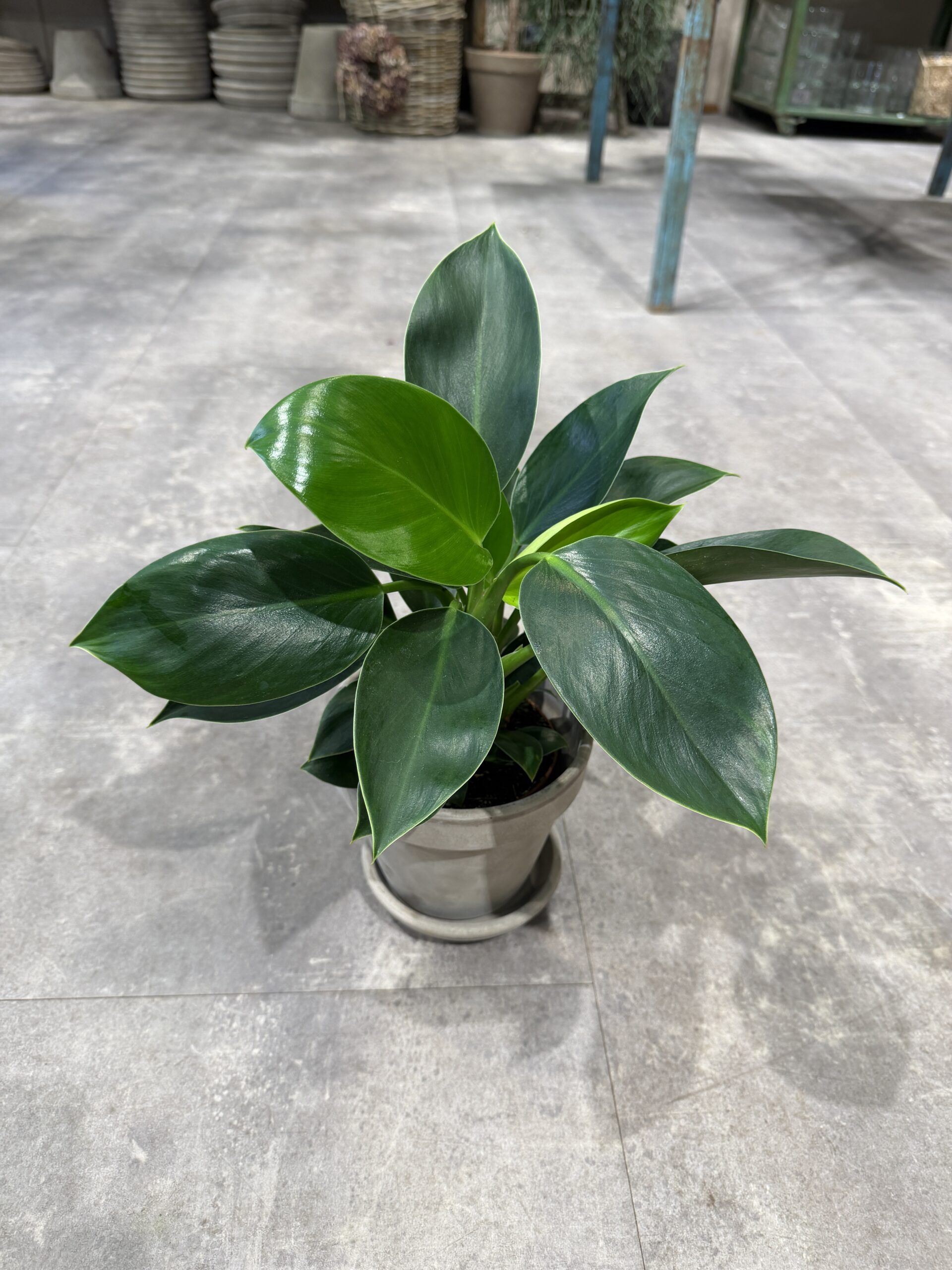 Philodendron Green Princess - Køb grønne stueplanter - Happyflower-dk
