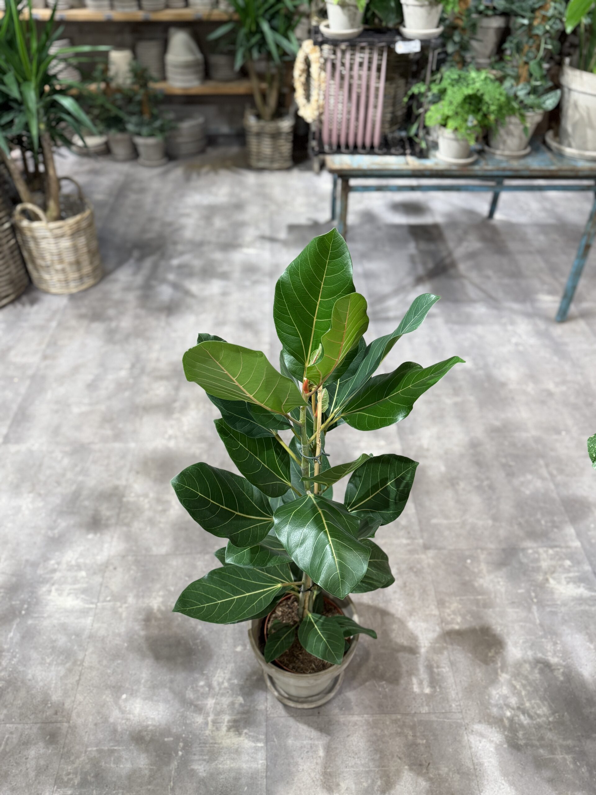 Ficus Audrey 120-140 cm. - Ficus Audrey - Happyflower-dk