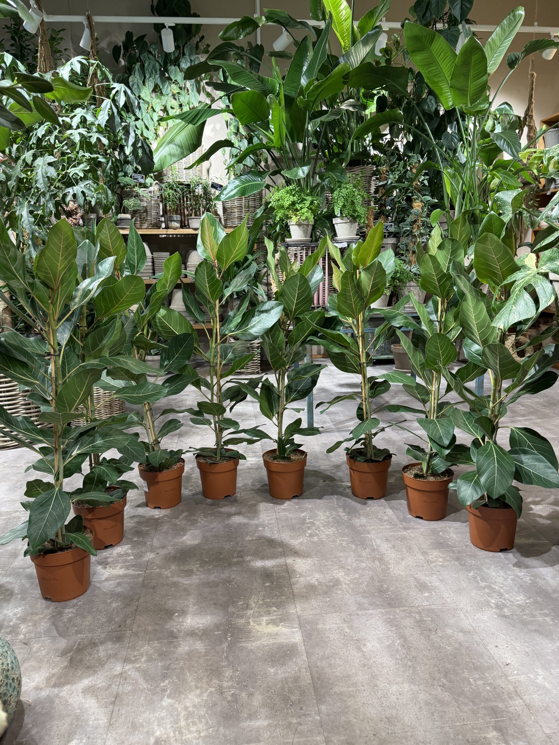 Ficus Audrey 120-140 cm. - Ficus Audrey stueplanter - Happyflower-dk