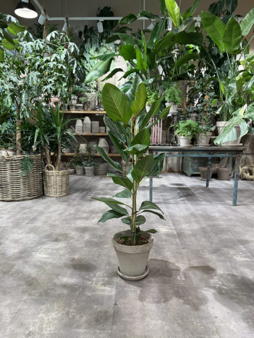 Ficus Audrey 120-140 cm. - Happyflower-dk