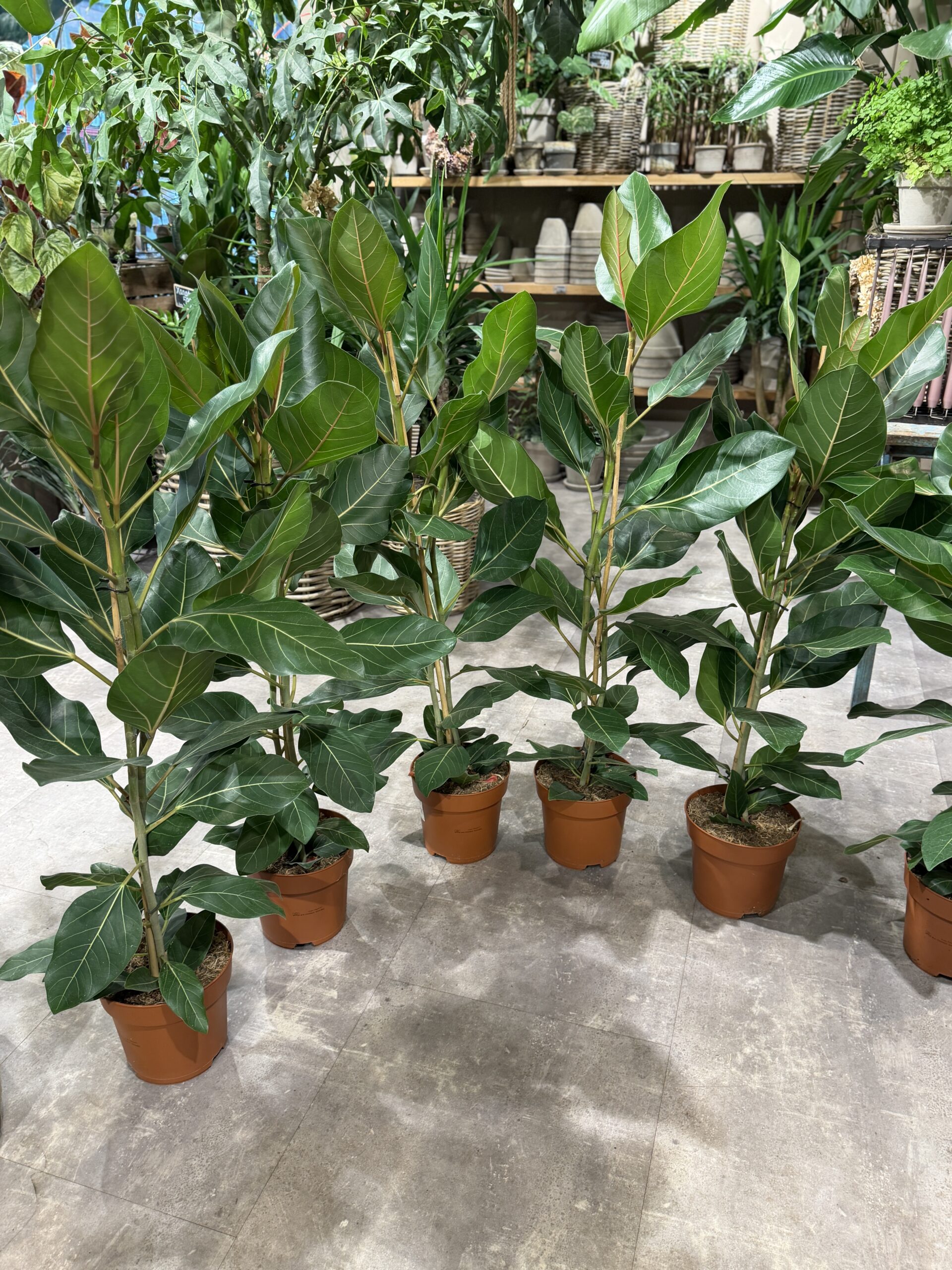 Ficus Audrey 120-140 cm. - Stueplanter - Happyflower-dk