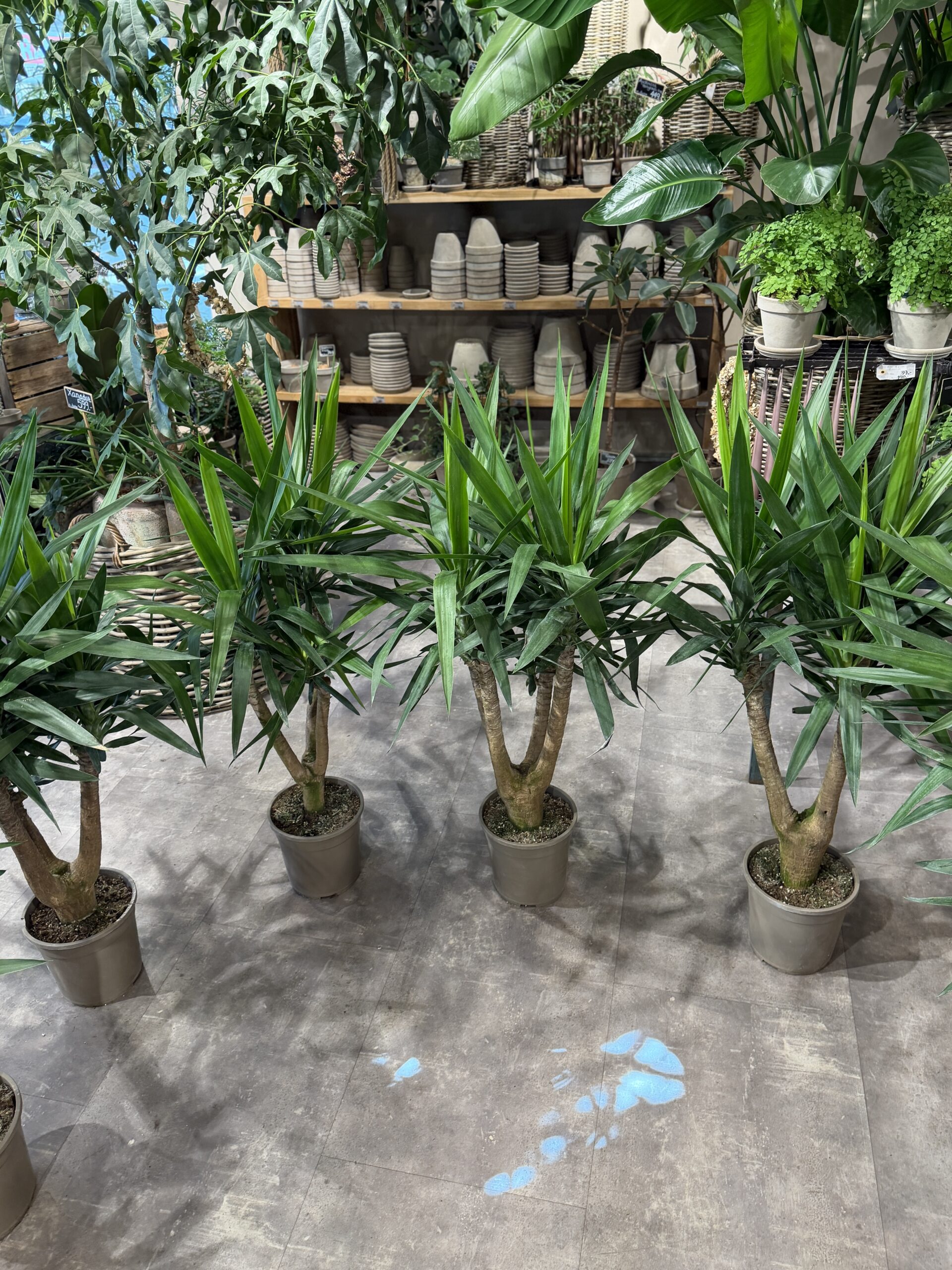 Yucca - Køb Yucca planter - Happyflower-dk