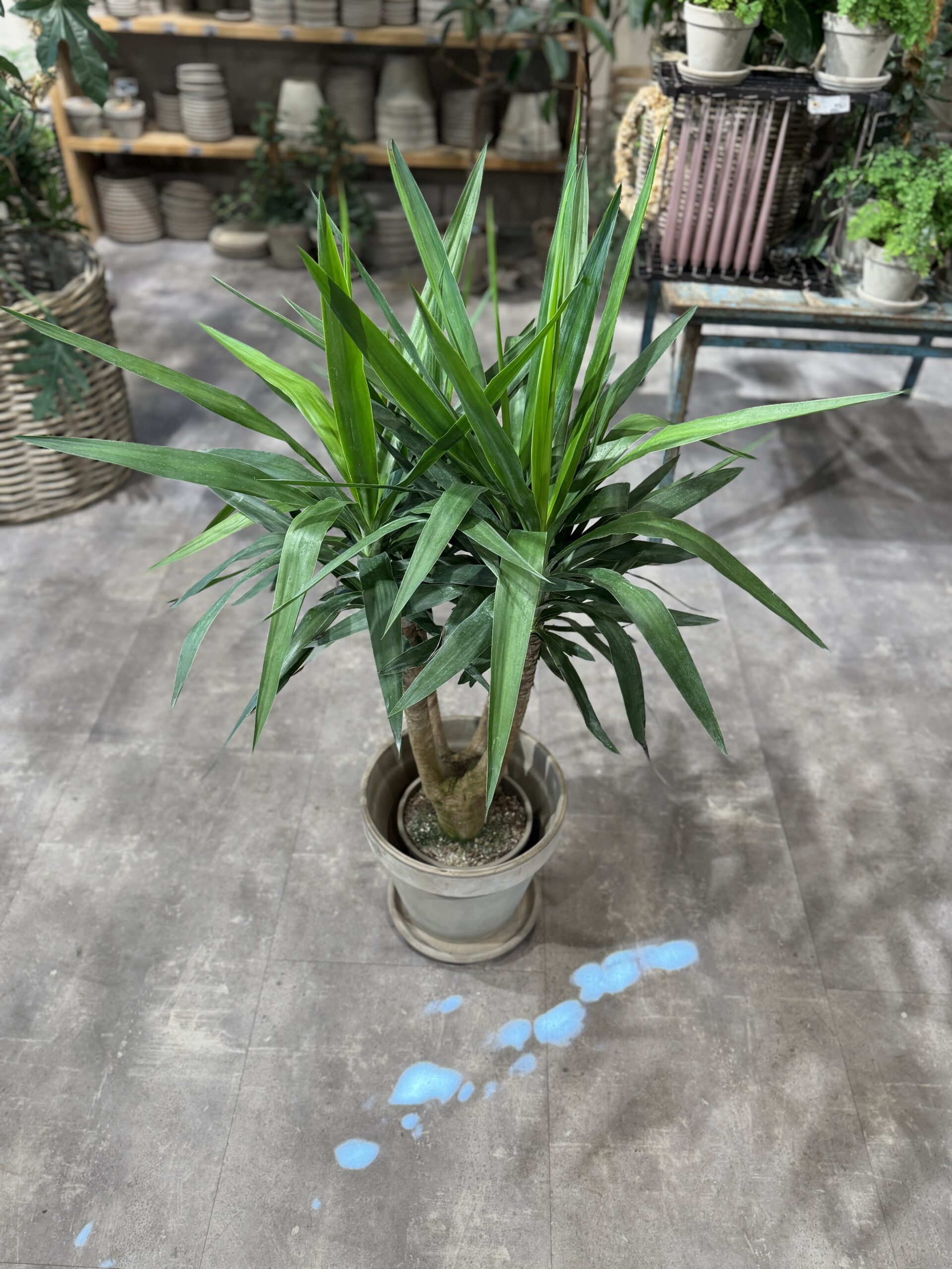 Yucca - Køb Yucca stueplante - Happyflower-dk