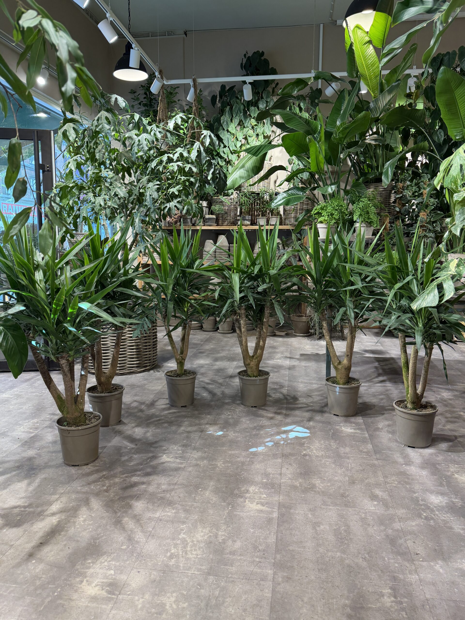 Yucca - Yucca planter - Happyflower-dk